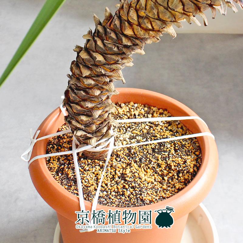 【現品】ユッカ・アロイフォリア　10号　茶鉢（1） 現品】ユッカ・アロイフォリア 10号 茶鉢（1） : 花のアリマツ Yahoo