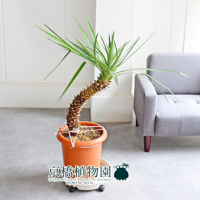 【現品】ユッカ・アロイフォリア　10号　茶鉢（1） 現品】ユッカ・アロイフォリア 10号 茶鉢（1） : 花のアリマツ Yahoo