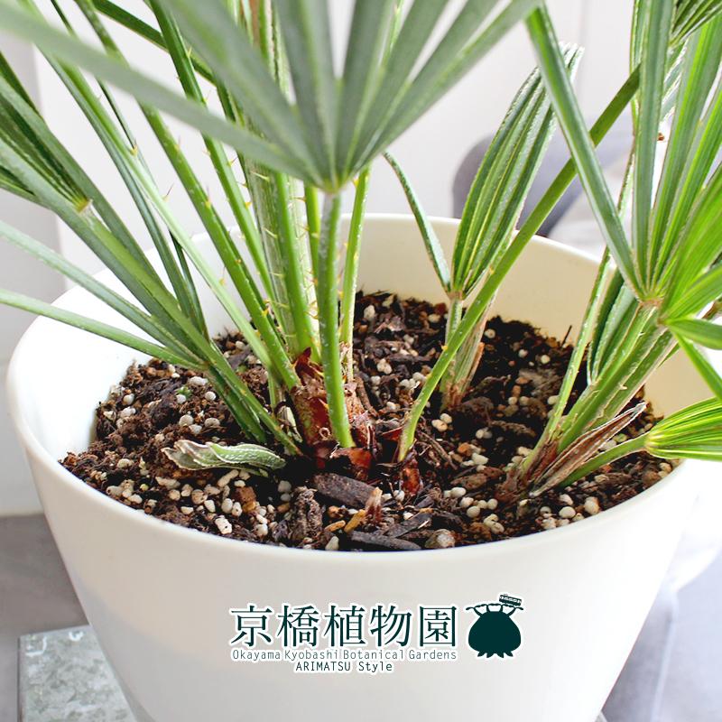 【現品】チャメロプス・フミリス・セリフェラ　7号　白鉢（1） 現品】チャメロプス・フミリス・セリフェラ 7号 白鉢（1） : 花