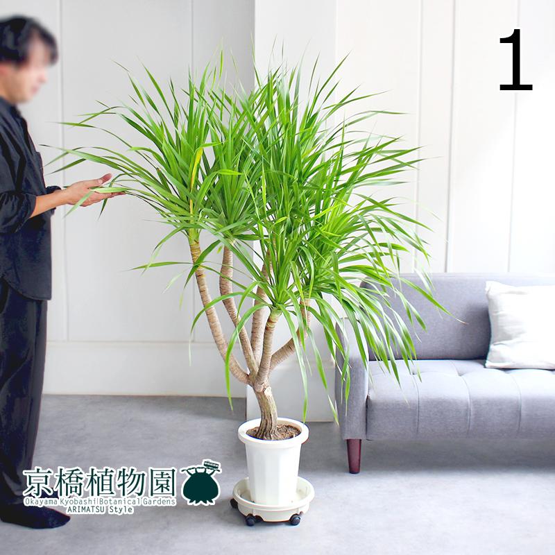 【現品】ドラセナ・カンボジアーナ　8号　1本立　白鉢　（1） 現品】ドラセナ・カンボジアーナ 8号 白鉢（1） : 花のアリマツ