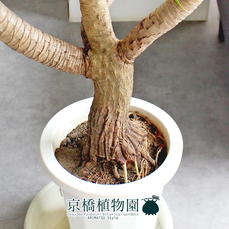 現品】ドラセナ・カンボジアーナ 8号 白鉢（2） : 花のアリマツ Yahoo