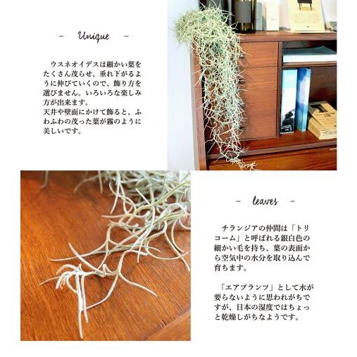 エアプランツ チランジア ウスネオイデス スパニッシュモス 2束セット Ag 1 2 花のアリマツ Yahoo 店 通販 Yahoo ショッピング