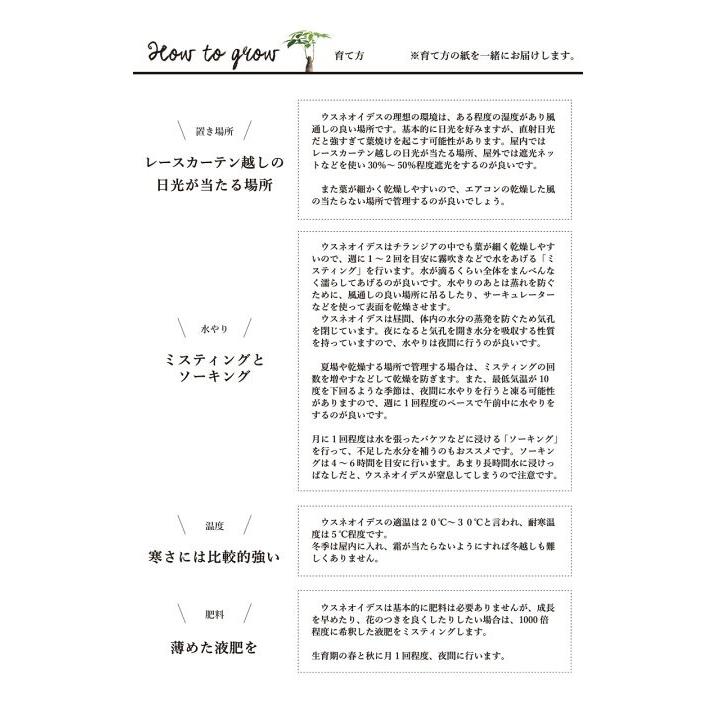 エアプランツ チランジア ウスネオイデス スパニッシュモス 3束セット Ag 1 3 花のアリマツ Yahoo 店 通販 Yahoo ショッピング