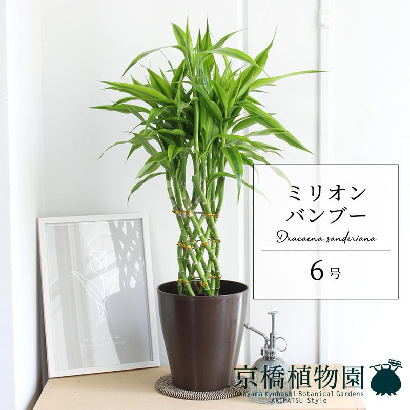 ミリオンバンブー ６号 Ag 9 花のアリマツ Yahoo 店 通販 Yahoo ショッピング