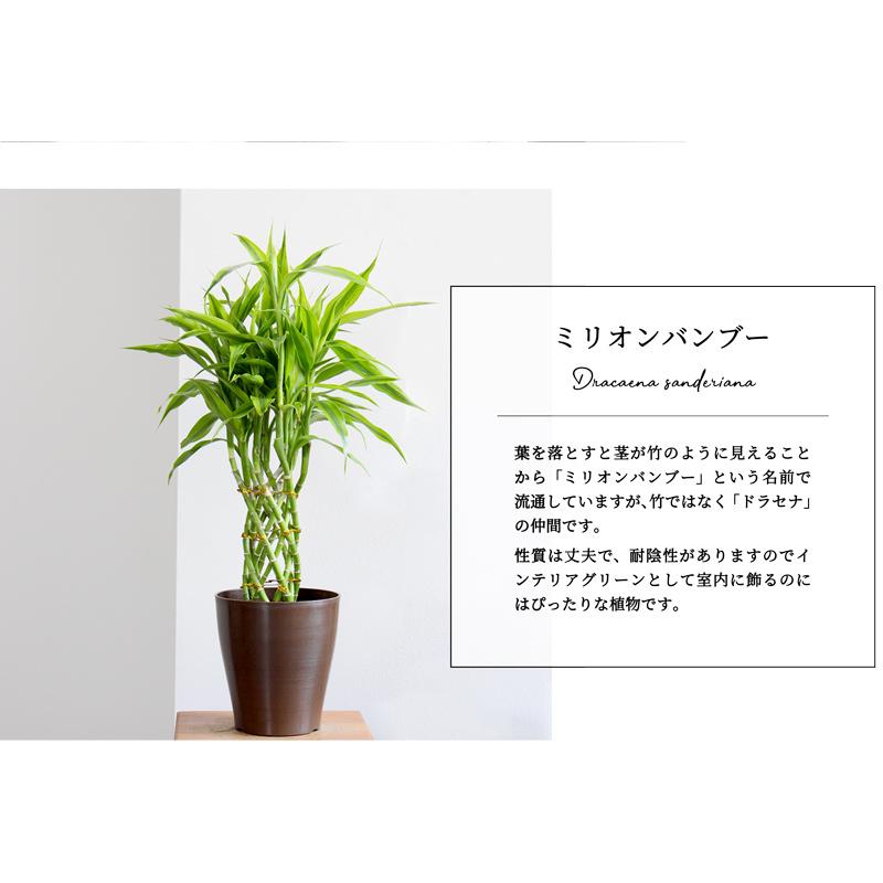 ミリオンバンブーご確認用 ミリオンバンブーの育て方 | 観葉植物・お花の通販 AND PLANTS (アンド