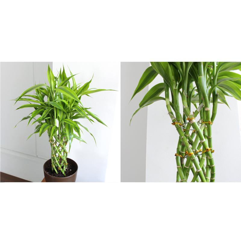 ミリオンバンブー 6号 : 花のアリマツ Yahoo!店 - 通販 - Yahoo