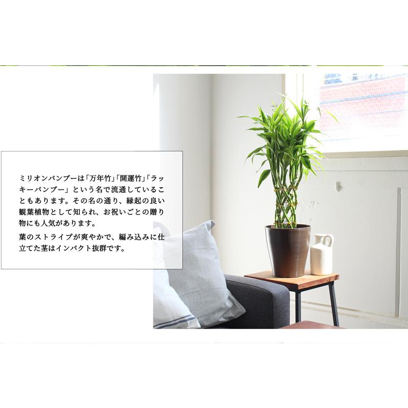 ミリオンバンブー 6号 : 花のアリマツ Yahoo!店 - 通販 - Yahoo