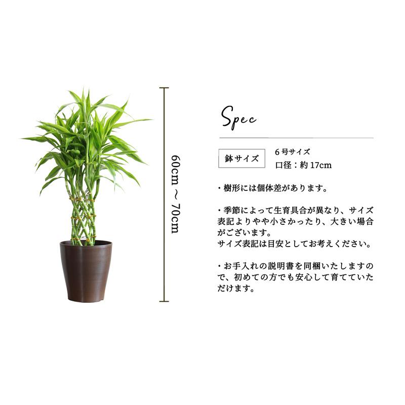 ミリオンバンブー 6号 : 花のアリマツ Yahoo!店 - 通販 - Yahoo