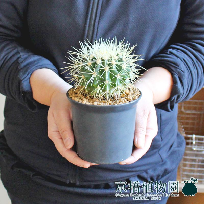 瀬々-ぜぜ-/Lサイズ黒】サボテン 金鯱（キンシャチ）【受け皿付き】3.5