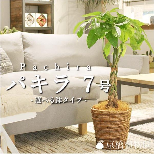 選べるカラー】パキラ（7号）【バスケット鉢カバー付き】 : 花の