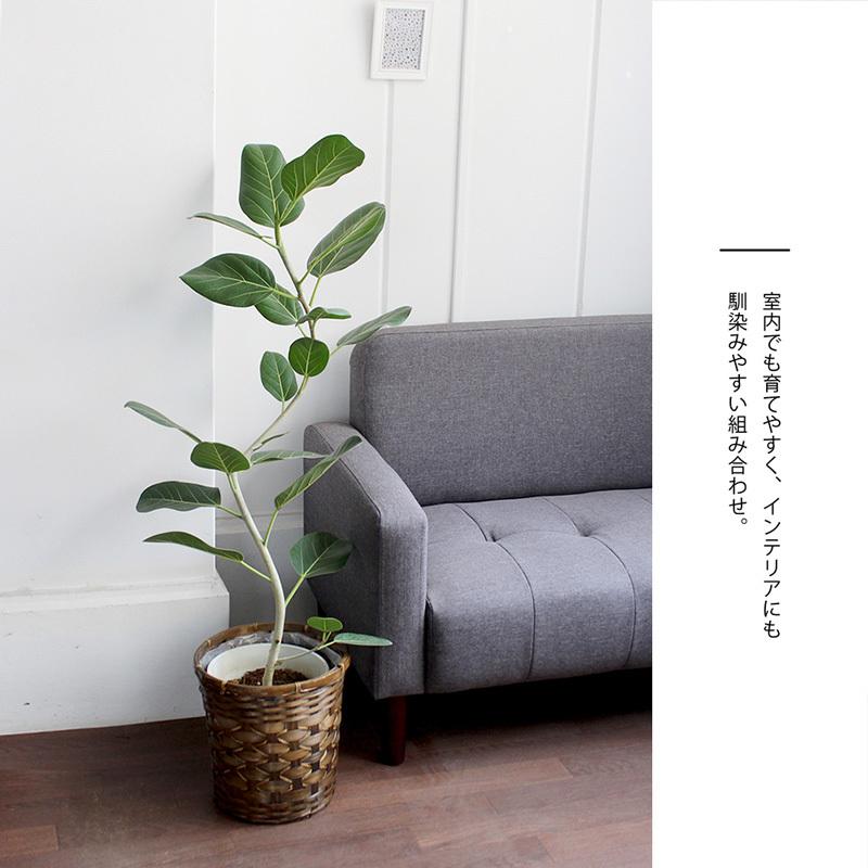 フィカス・ベンガレンシス 7号 曲がり仕立て【バンブーバスケット鉢