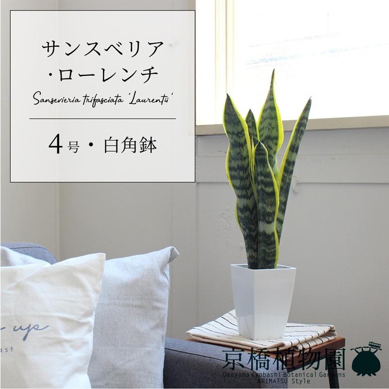 サンスベリア・ローレンチ 4号 スクエア鉢 : 花のアリマツ Yahoo!店