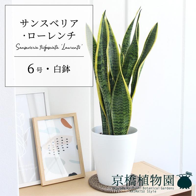 サンスベリア 中型 白い鉢 観葉植物 サンスベリア サンセベリア おしゃれ お祝い ボール型陶器鉢