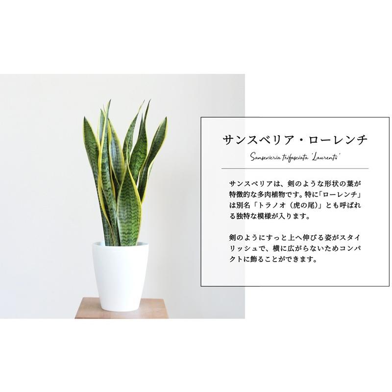 サンスベリア・ローレンチ 6号 白鉢 : 花のアリマツ Yahoo!店 - 通販