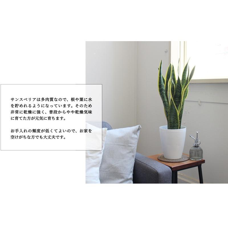 サンスベリア 中型 白い鉢 観葉植物 中型 サンスベリア 8号 鉢カバー ホワイト | 移転祝い 開店