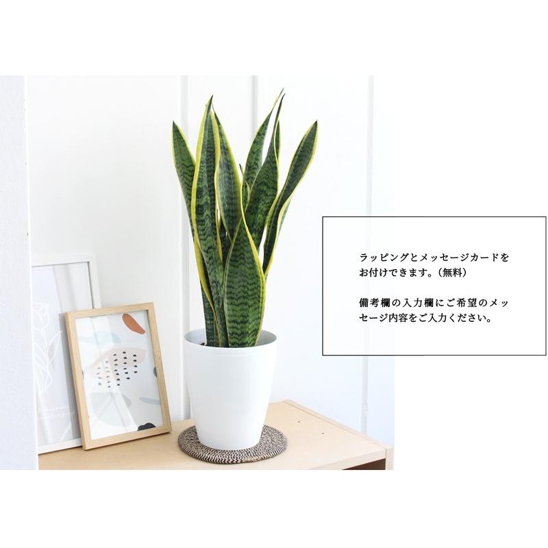 サンスベリア・ローレンチ 6号 白鉢 : 花のアリマツ Yahoo!店 - 通販