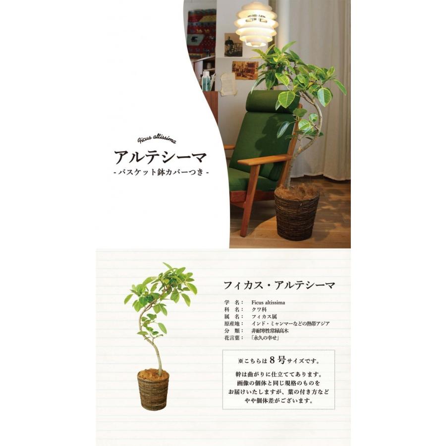 フィカス・アルテシーマ 曲がり 8号【バスケット鉢カバー付き】 : 花の 