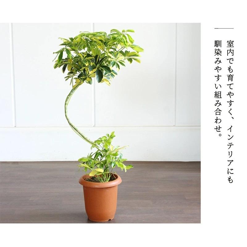 シェフレラ 'ハッピーイエロー' 曲がり7号【黄斑入り シェフレラ 'ハッピーイエロー' 曲がり7号【黄斑入り