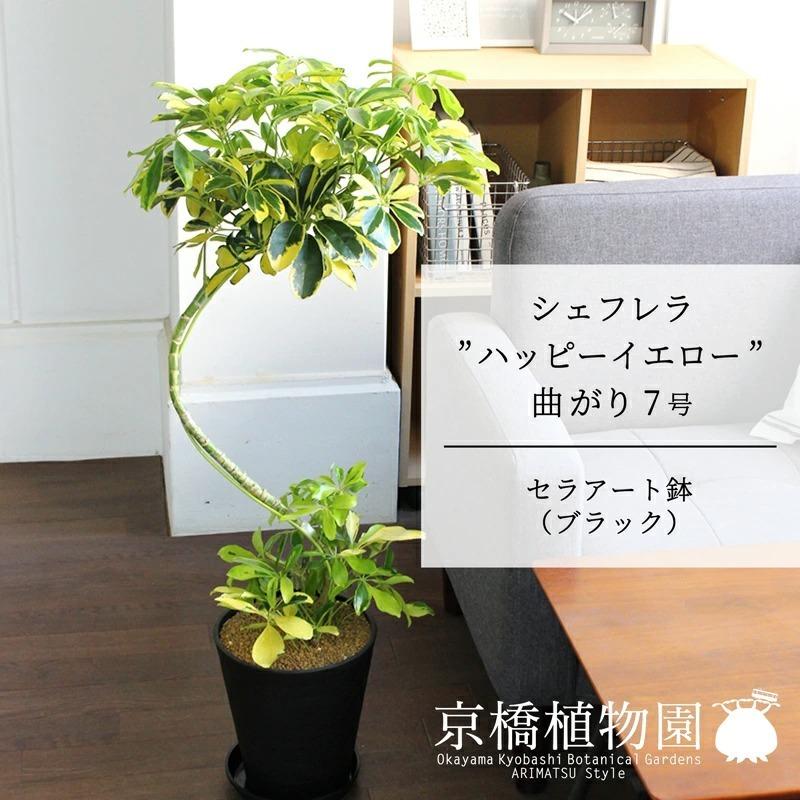 現品】オリーブ ネバディロブランコ 7号 黒鉢（2） オリーブ