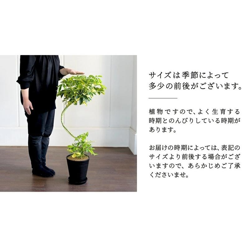 セラアート鉢：ブラック】シェフレラ 'ハッピーイエロー' 曲がり7号