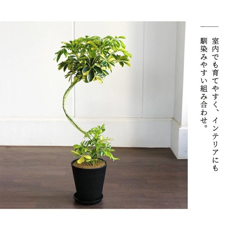 セラアート鉢：ブラック】シェフレラ 'ハッピーイエロー' 曲がり7号