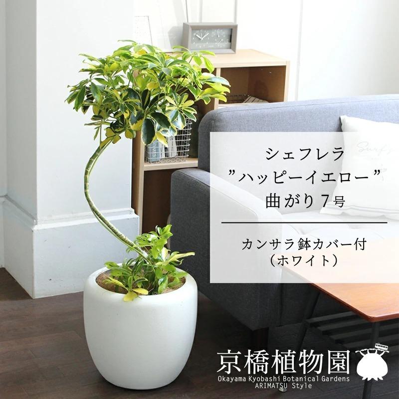 シェフレラ ‘ハッピーイエロー’　曲がり7号