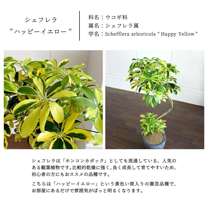フェイクグーン　「香港カポック，ハッピーイエロー」 エッグポット：ブラック】シェフレラ 'ハッピーイエロー' 曲がり7号