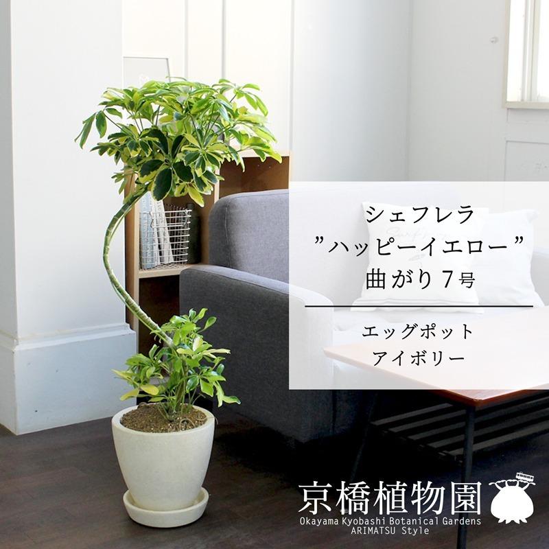 フィロデンドロン・アップル 5号 - 植物と暮らす m-plant