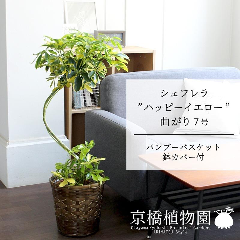 バンブーバスケット鉢カバー】シェフレラ 'ハッピーイエロー' 曲がり7