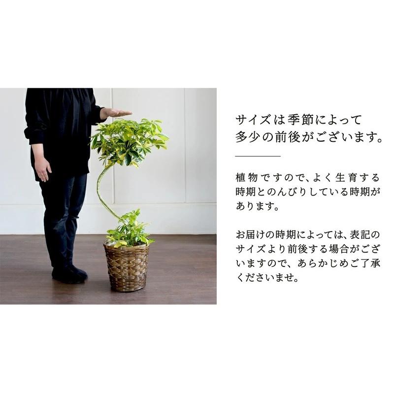 バンブーバスケット鉢カバー】シェフレラ 'ハッピーイエロー' 曲がり7