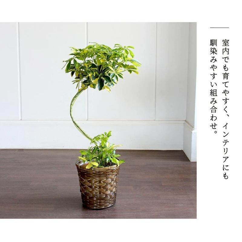 バンブーバスケット鉢カバー】シェフレラ 'ハッピーイエロー' 曲がり7