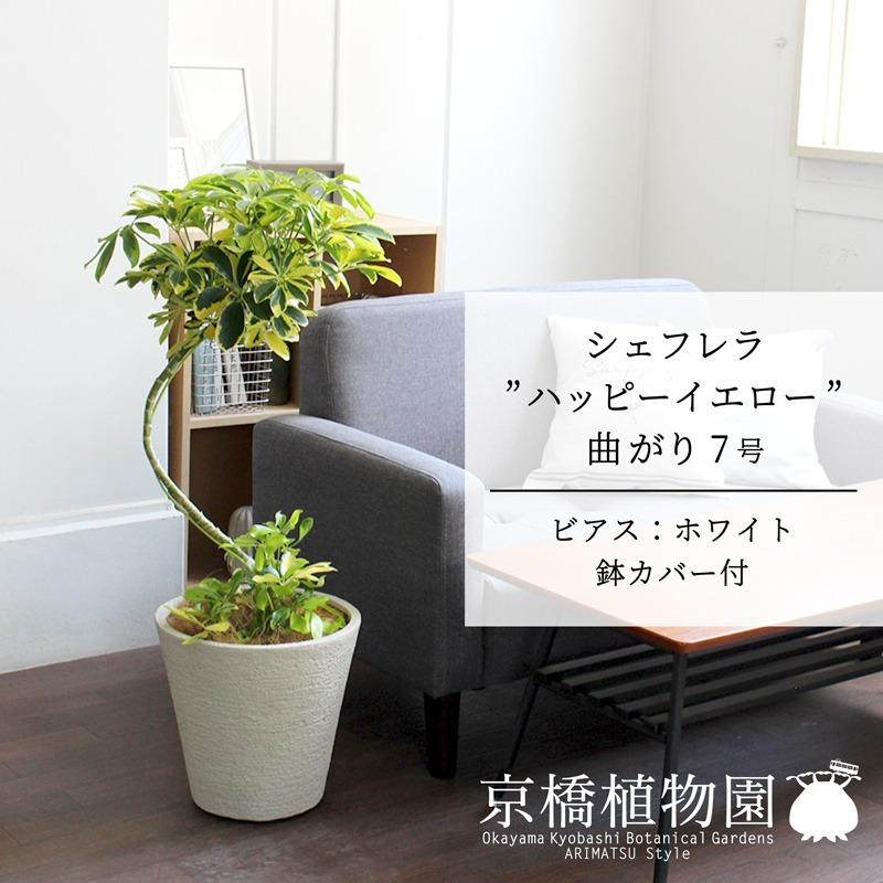 リップルエフェクト、発根中 アガベ 水耕栽培用 鉢ごと発送！ アガベ