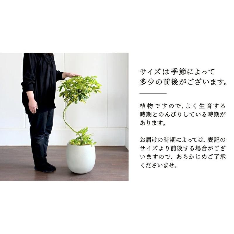 バルーン鉢カバー：アンティークホワイト】シェフレラ 'ハッピー