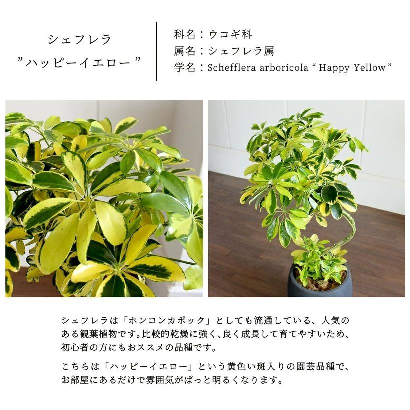 【バルーン鉢カバー：アンティークブラウン】シェフレラ ‘ハッピーイエロー’　曲がり7号【黄斑入り】【ホンコンカポック】【ヤドリフカノキ】_1