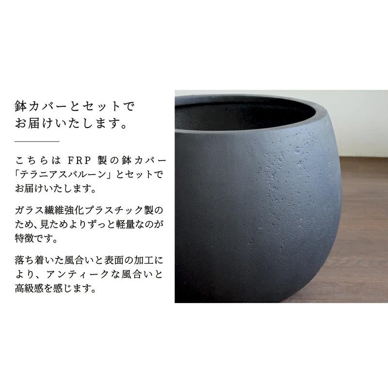 【バルーン鉢カバー：アンティークブラウン】シェフレラ ‘ハッピーイエロー’　曲がり7号【黄斑入り】【ホンコンカポック】【ヤドリフカノキ】_3