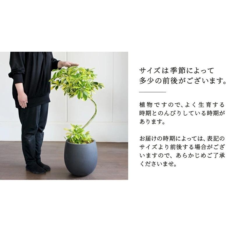 【バルーン鉢カバー：アンティークブラウン】シェフレラ ‘ハッピーイエロー’　曲がり7号【黄斑入り】【ホンコンカポック】【ヤドリフカノキ】_4