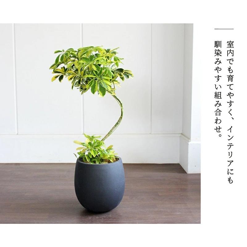 バルーン鉢カバー：アンティークブラウン】シェフレラ 'ハッピー