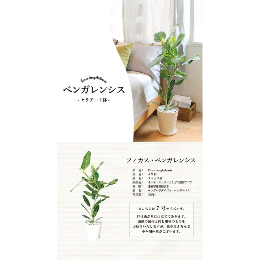 フィカス ベンガレンシス オードリー ７号 セラアート鉢 受け皿付き Agt 16 花のアリマツ Yahoo 店 通販 Yahoo ショッピング