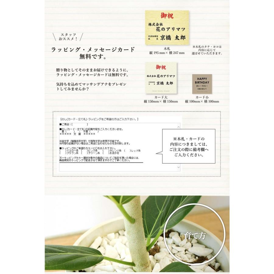 フィカス・ベンガレンシス・オードリー 7号【セラアート鉢】【受け皿 