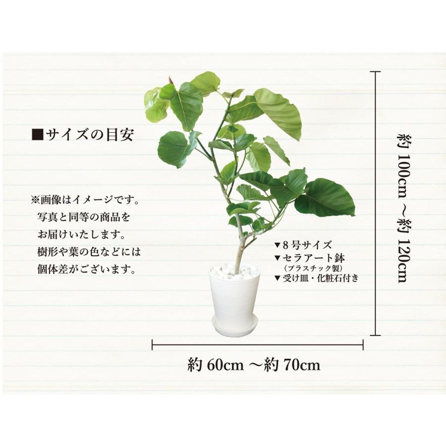 ハートリーフ】ハートリーフ・ウンベラータ 8号 【セラアート鉢 