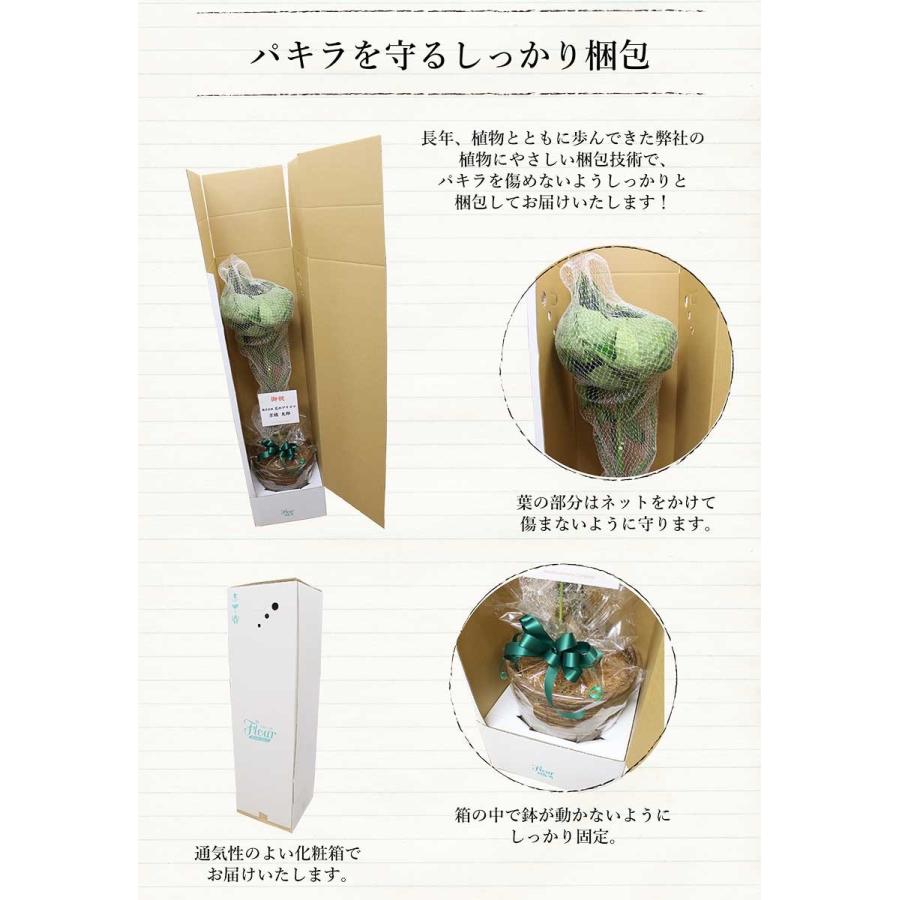 選べるカラー】パキラ（7号）【バスケット鉢カバー付き】 : 花の