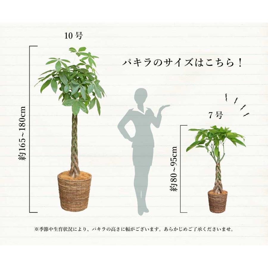 選べるカラー】パキラ（7号）【バスケット鉢カバー付き】 : 花の