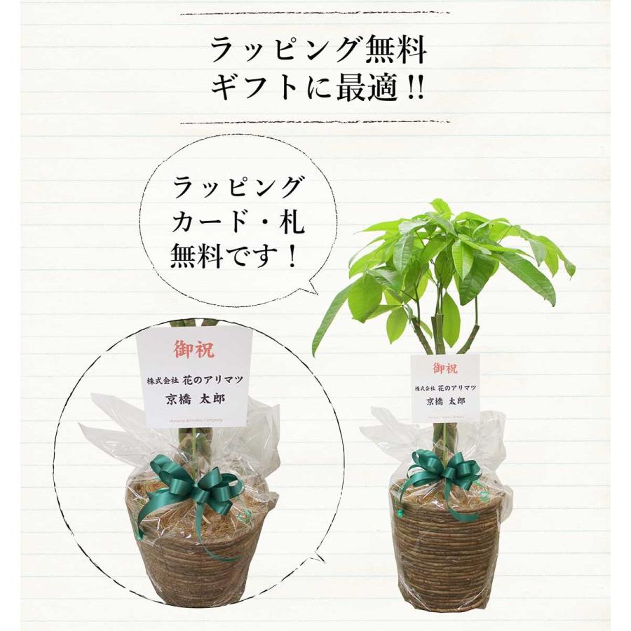 選べるカラー】パキラ（7号）【バスケット鉢カバー付き】 : 花の