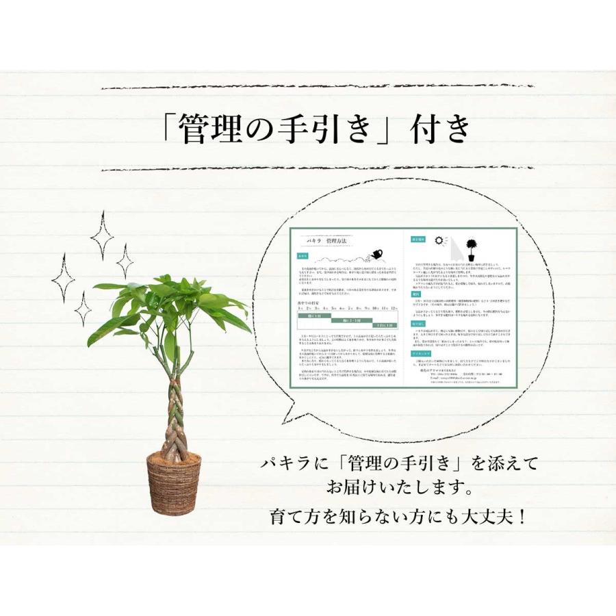 選べるカラー】パキラ（7号）【バスケット鉢カバー付き】 : 花の