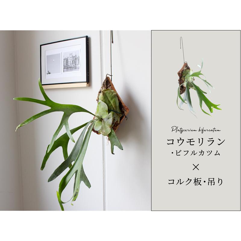 コウモリラン/ビカクシダ・ビフルカツム コルク板付き 吊り : 花の