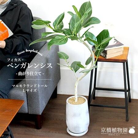 今季注目 あす楽対応 MA318KIIW06 [MA318KIIW06]