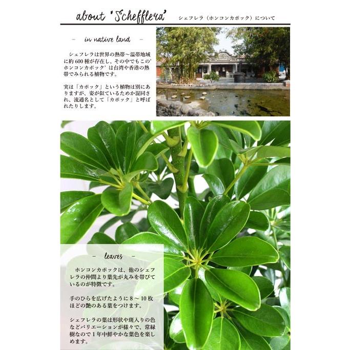 ホンコンカポック 8号【シェフレラ】【ヤドリフカノキ】 : 花の