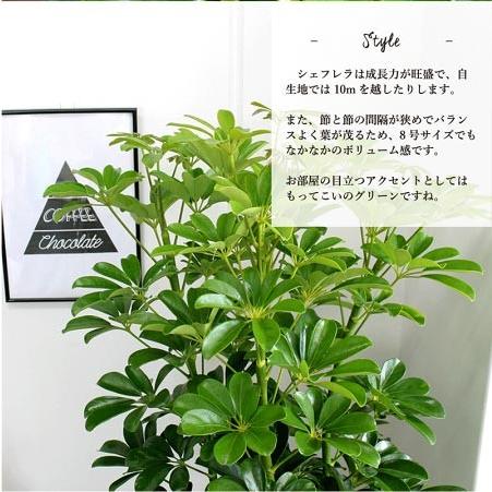 ホンコンカポック 8号【シェフレラ】【ヤドリフカノキ】 : 花の