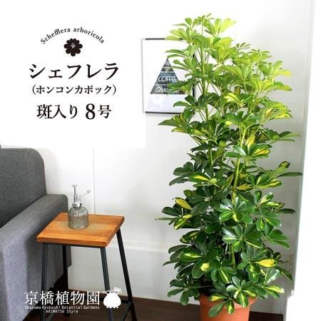 ☆斑入り☆ ホンコンカポック 8号【シェフレラ】【ヤドリフカノキ
