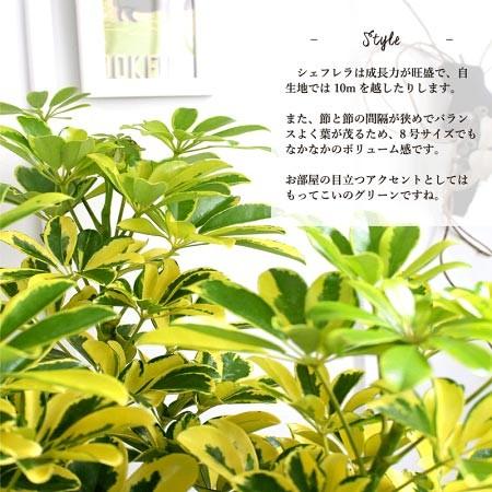 ホンコンカポック 'ハッピーイエロー' 8号【黄斑入り】【シェフレラ
